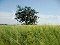 Tree beyond the field