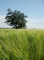 Through the field to the tree