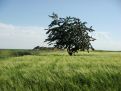 Tree in the field