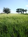 Trees beyond the field