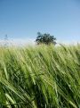 Tree top over the wheat