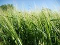 Tree tops over the wheat