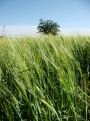 Tree beyond the wheat field