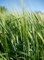 Closeup on wheat