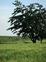 big tree in a flield