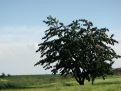 Tree in the field