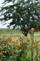 Tree beyond the fowers