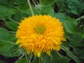 Yellow flower