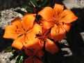 Lily orange