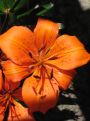 Lily orange single