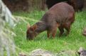 capybara