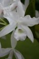 trpical white flower
