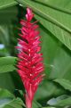 red tropical flower