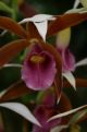 tropical orchid