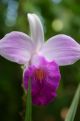 tropical orchid