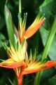 orange tropical flower