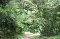 forest in Costa Rica
