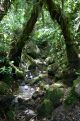 river in cloudforest