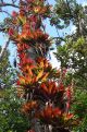 tree with coloured bromelia's