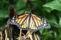 danaus butterfly