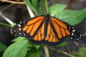 danaus butterfly