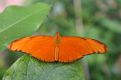 orange butterfly