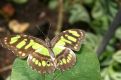 brown and yellow butterfly