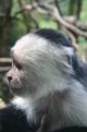 white faced Capuchin monkey