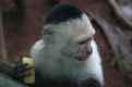 white faced Capuchin monkey
