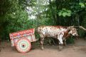 traditional ox hamper