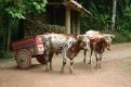 traditional ox hamper