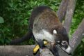 white nosed coati