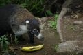 white nose coati