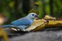 blue bird with banana