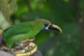 Emerald Toucanet