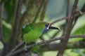 Emerald toucanet