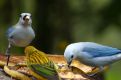 tropical birds