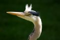 Hungry grey heron