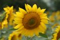 sunflower with bee