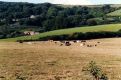 Arreton fields, Isle of Wight