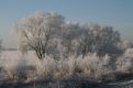 Frozen trees