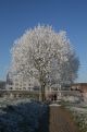 Frozen tree