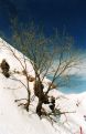 Bare Tree in Snow