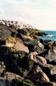 Rocky coast, Ventnor, Isle of Wight