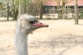 Ostrich