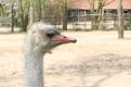 Ostrich