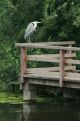 Reiger