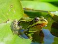 Green frog on the look out