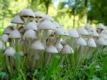 Mushroom forrest