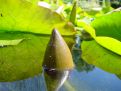 Green on the water